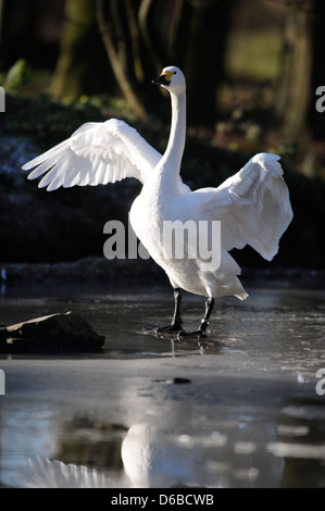 Ein Bewick Schwan auf dem Eis am Slimbridge Wildfowl und Feuchtgebiete Vertrauen, Gloucestershire UK Stockfoto