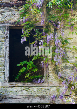 Blumen wachsen um alte Fenster Stockfoto