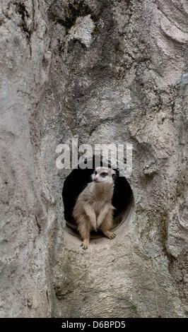 Liberec, Tschechische Republik. 16. April 2013. Junge Erdmännchen erhielt die meisten Stimmen als die besten jungen von den Besuchern der Zoo Liberec. Kleine Tiere wachsen von 25 bis 35 cm und sie sind in der IUCN roten Liste der gefährdeten Arten registriert. Sie bewohnen trockene Savannen, Wüsten und Halbwüsten, vor allem der südafrikanischen Kalahari-Wüste. Erdmännchen ist in Liberec, Tschechische Republik, 16. April 2013 gesehen. (Radek Petrasek/CTK Foto/Alamy Live-Nachrichten) Stockfoto