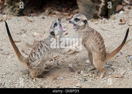 Liberec, Tschechische Republik. 16. April 2013. Junge Erdmännchen erhielt die meisten Stimmen als die besten jungen von den Besuchern der Zoo Liberec. Kleine Tiere wachsen von 25 bis 35 cm und sie sind in der IUCN roten Liste der gefährdeten Arten registriert. Sie bewohnen trockene Savannen, Wüsten und Halbwüsten, vor allem der südafrikanischen Kalahari-Wüste. Erdmännchen sind in Liberec, Tschechische Republik, 16. April 2013 gesehen. (Radek Petrasek/CTK Foto/Alamy Live-Nachrichten) Stockfoto