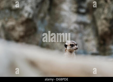 Liberec, Tschechische Republik. 16. April 2013. Junge Erdmännchen erhielt die meisten Stimmen als die besten jungen von den Besuchern der Zoo Liberec. Kleine Tiere wachsen von 25 bis 35 cm und sie sind in der IUCN roten Liste der gefährdeten Arten registriert. Sie bewohnen trockene Savannen, Wüsten und Halbwüsten, vor allem der südafrikanischen Kalahari-Wüste. Erdmännchen ist in Liberec, Tschechische Republik, 16. April 2013 gesehen. (Radek Petrasek/CTK Foto/Alamy Live-Nachrichten) Stockfoto