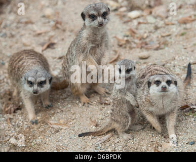 Liberec, Tschechische Republik. 16. April 2013. Junge Erdmännchen erhielt die meisten Stimmen als die besten jungen von den Besuchern der Zoo Liberec. Kleine Tiere wachsen von 25 bis 35 cm und sie sind in der IUCN roten Liste der gefährdeten Arten registriert. Sie bewohnen trockene Savannen, Wüsten und Halbwüsten, vor allem der südafrikanischen Kalahari-Wüste. Erdmännchen sind in Liberec, Tschechische Republik, 16. April 2013 gesehen. (Radek Petrasek/CTK Foto/Alamy Live-Nachrichten) Stockfoto