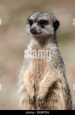 Liberec, Tschechische Republik. 16. April 2013. Junge Erdmännchen erhielt die meisten Stimmen als die besten jungen von den Besuchern der Zoo Liberec. Kleine Tiere wachsen von 25 bis 35 cm und sie sind in der IUCN roten Liste der gefährdeten Arten registriert. Sie bewohnen trockene Savannen, Wüsten und Halbwüsten, vor allem der südafrikanischen Kalahari-Wüste. Erdmännchen ist in Liberec, Tschechische Republik, 16. April 2013 gesehen. (Radek Petrasek/CTK Foto/Alamy Live-Nachrichten) Stockfoto