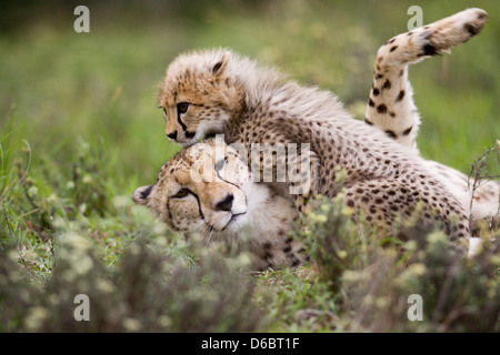 Eine Baby Gepard Cub spielt mit ihrer Mutter. Phinda Game Reserve, Südafrika. Stockfoto