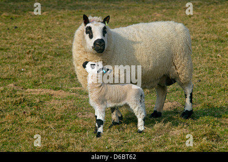 Kerry Hill Schafe Herde Ewe und Lämmer Stockfoto