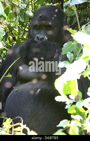 In diesem Jahr wird die KfW Entwicklungsbank übernehmen die Finanzierung des Kahuzi-Biega-Nationalpark an der Grenze zwischen der Demokratischen Republik Kongo nach Ruanda. In diesem Park auf der kongolesischen Seite sind derzeit neun Mountain Gorillagruppen vorhanden, derzeit insgesamt 139 Tiere. Diese Gruppen leben rund 600.000 Hektar Waldfläche - macht nur 1/10 des Gesamt-Nationalparks, der derzeit gesteuert wird. Vor dem letzten Ausbruch des Krieges zu Ruanda gab es etwa 10.000 lebenden Berggorillas. Viele von ihnen wurden in den Jahren von Menschen und heute getötet Stockfoto