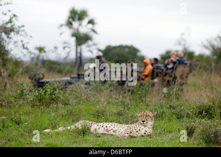 Ein weiblicher Gepard schlafen als eine Gruppe von Safari Touristen passieren ganz in der Nähe. Phinda Game Reserve, Südafrika. Stockfoto