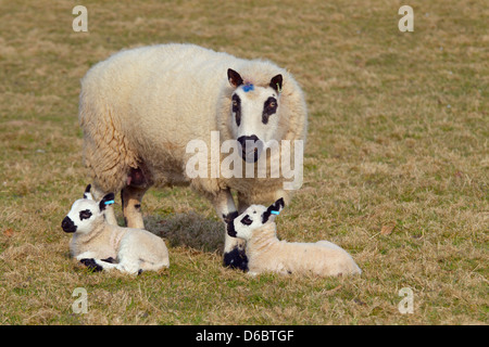 Kerry Hill Schafe Herde Ewe und Lämmer Stockfoto