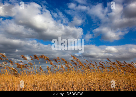 Cley Marshes Nature Reserve an der North Norfolk Küste Stockfoto