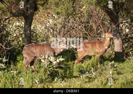 Berg-Nyalas (Tragelaphus Buxtoni) oder Balbok, Äthiopien Stockfoto