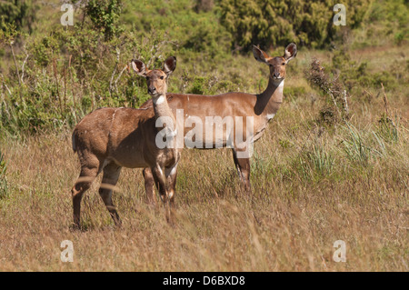 Berg-Nyalas (Tragelaphus Buxtoni) oder Balbok, Äthiopien Stockfoto