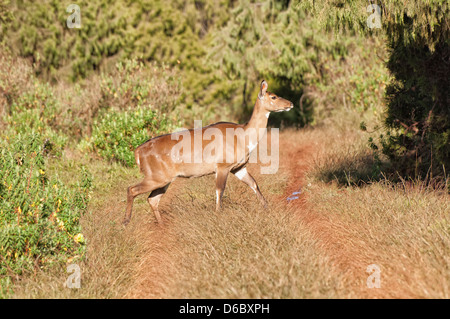 Berg-Nyala (Tragelaphus Buxtoni) oder Balbok, Äthiopien Stockfoto