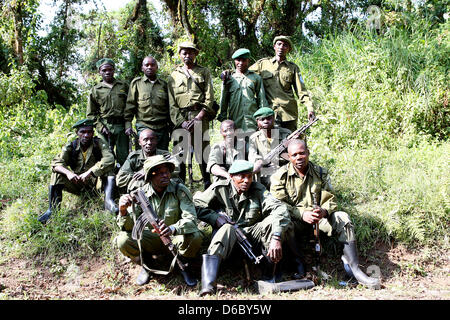 In diesem Jahr wird die KfW Entwicklungsbank übernehmen die Finanzierung des Kahuzi-Biega-Nationalpark an der Grenze zwischen der Demokratischen Republik Kongo nach Ruanda. In diesem Park auf der kongolesischen Seite sind derzeit neun Mountain Gorillagruppen vorhanden, derzeit insgesamt 139 Tiere. Diese Gruppen leben rund 600.000 Hektar Waldfläche - macht nur 1/10 des Gesamt-Nationalparks, der derzeit gesteuert wird. Vor dem letzten Ausbruch des Krieges zu Ruanda gab es etwa 10.000 lebenden Berggorillas. Viele von ihnen wurden in den Jahren von Menschen und heute getötet Stockfoto