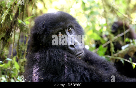 In diesem Jahr wird die KfW Entwicklungsbank übernehmen die Finanzierung des Kahuzi-Biega-Nationalpark an der Grenze zwischen der Demokratischen Republik Kongo nach Ruanda. In diesem Park auf der kongolesischen Seite sind derzeit neun Mountain Gorillagruppen vorhanden, derzeit insgesamt 139 Tiere. Diese Gruppen leben rund 600.000 Hektar Waldfläche - macht nur 1/10 des Gesamt-Nationalparks, der derzeit gesteuert wird. Vor dem letzten Ausbruch des Krieges zu Ruanda gab es etwa 10.000 lebenden Berggorillas. Viele von ihnen wurden in den Jahren von Menschen und heute getötet Stockfoto