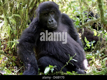 In diesem Jahr wird die KfW Entwicklungsbank übernehmen die Finanzierung des Kahuzi-Biega-Nationalpark an der Grenze zwischen der Demokratischen Republik Kongo nach Ruanda. In diesem Park auf der kongolesischen Seite sind derzeit neun Mountain Gorillagruppen vorhanden, derzeit insgesamt 139 Tiere. Diese Gruppen leben rund 600.000 Hektar Waldfläche - macht nur 1/10 des Gesamt-Nationalparks, der derzeit gesteuert wird. Vor dem letzten Ausbruch des Krieges zu Ruanda gab es etwa 10.000 lebenden Berggorillas. Viele von ihnen wurden in den Jahren von Menschen und heute getötet Stockfoto