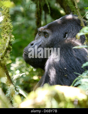 In diesem Jahr wird die KfW Entwicklungsbank übernehmen die Finanzierung des Kahuzi-Biega-Nationalpark an der Grenze zwischen der Demokratischen Republik Kongo nach Ruanda. In diesem Park auf der kongolesischen Seite sind derzeit neun Mountain Gorillagruppen vorhanden, derzeit insgesamt 139 Tiere. Diese Gruppen leben rund 600.000 Hektar Waldfläche - macht nur 1/10 des Gesamt-Nationalparks, der derzeit gesteuert wird. Vor dem letzten Ausbruch des Krieges zu Ruanda gab es etwa 10.000 lebenden Berggorillas. Viele von ihnen wurden in den Jahren von Menschen und heute getötet Stockfoto