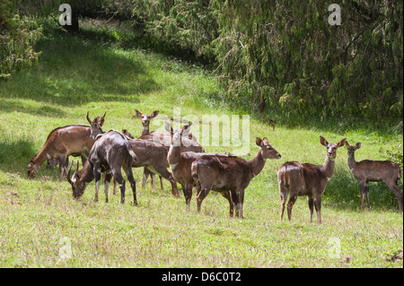 Herde von Berg Nyalas (Tragelaphus Buxtoni) oder Balbok, Äthiopien Stockfoto