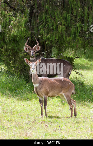 Männliche und weibliche Berg Nyala (Tragelaphus Buxtoni) oder Balbok, Äthiopien Stockfoto