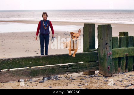 Gelber Labrador Norfolk Strand entlang laufen Stockfoto