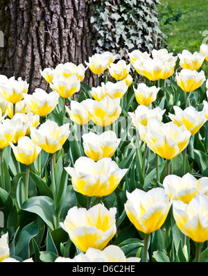 Tulpen - Jaap Groot Sorten Stockfoto