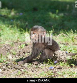 Baby Gelada Pavian (Theropithecus Gelada), Nord-Äthiopien Stockfoto