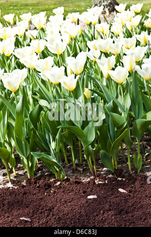 Tulpen - Jaap Groot Sorten Stockfoto