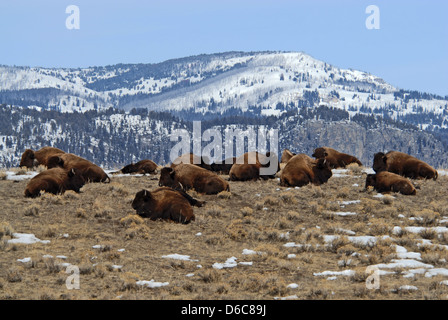 Bison Herde ruht auf Weg nach Norris, Spätwinter, Yellowstone NP. Montana Stockfoto