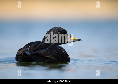 Gemeinsamen Scoter; Melanitta Nigra; Männlich; UK Stockfoto