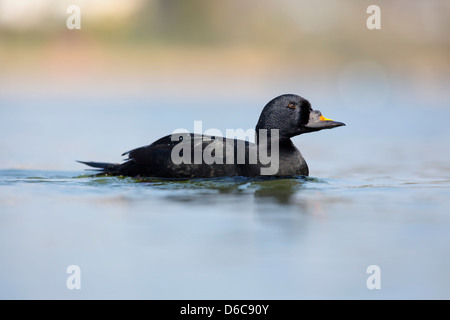 Gemeinsamen Scoter; Melanitta Nigra; Männlich; Winter; UK Stockfoto