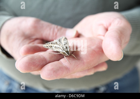 weiß gesäumten Sphinx Motte am Finger eines Mannes Stockfoto