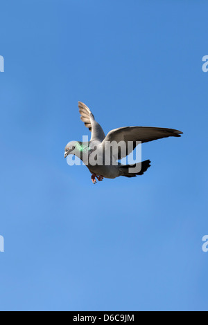 Wilde Taube; Columba Livia; im Flug; UK Stockfoto