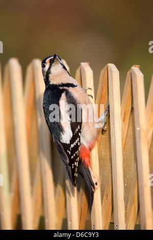 Buntspecht; Dendrocopos großen; Weiblich; Spalier; UK Stockfoto