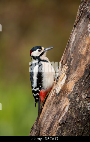 Buntspecht; Dendrocopos großen; Männlich; UK Stockfoto