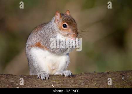 Grauhörnchen; Sciurus Carolinensis; Essen; UK Stockfoto