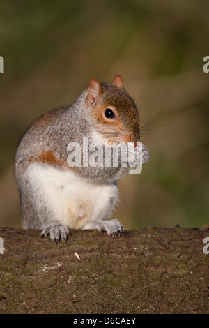 Grauhörnchen; Sciurus Carolinensis; Essen; UK Stockfoto