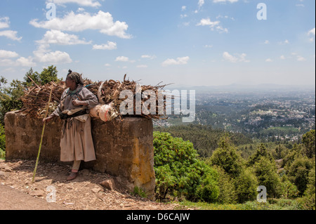 Frau, die ein Bündel von Eukalyptusholz, Addis Ababa, Äthiopien Stockfoto