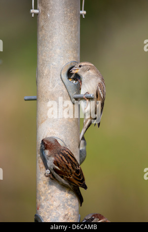 Haussperlinge; Passer Domesticus; auf Saatgut Feeder; UK Stockfoto