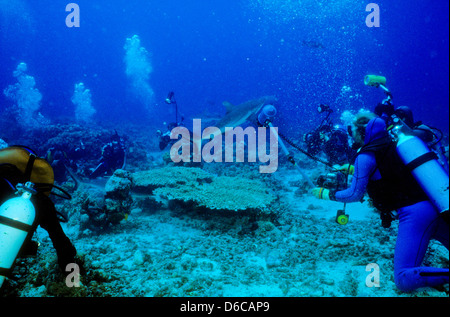 Grauen Riffhaien, Carcharhinus Anblyrhynchos, Rote Meer Dez. 1986 schieben Sie Konvertierungen, Ägypten, Sinai-Halbinsel, Sudan Safari Boot Tauchen, Stockfoto