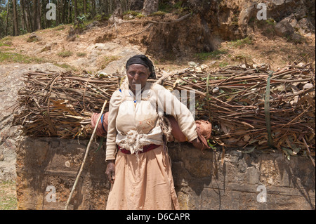 Frau, die ein Bündel von Eukalyptusholz, Addis Ababa, Äthiopien Stockfoto