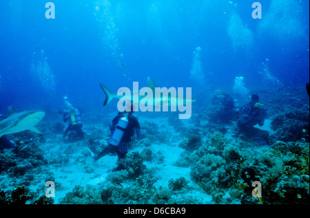 Grauen Riffhaien, Carcharhinus Anblyrhynchos, Rote Meer Dez. 1986 schieben Sie Konvertierungen, Ägypten, Sinai-Halbinsel, Sudan Safari Boot Tauchen, Stockfoto