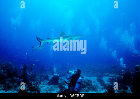 Grauen Riffhaien, Carcharhinus Anblyrhynchos, Rote Meer Dez. 1986 schieben Sie Konvertierungen, Ägypten, Sinai-Halbinsel, Sudan Safari Boot Tauchen, Stockfoto