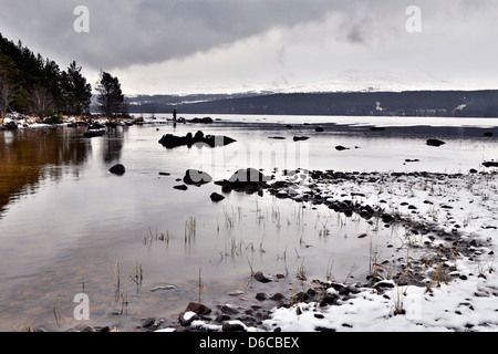 Loch Morlich; Winter; In der Nähe von Aviemore; Schottland; UK Stockfoto