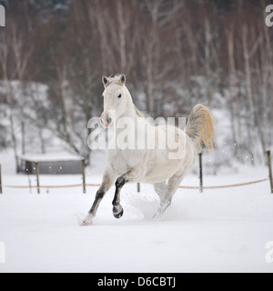 Pferd im Galopp im Schnee Stockfoto