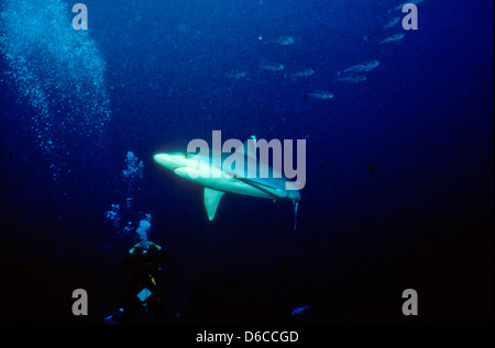 Grauen Riffhaien, Carcharhinus Anblyrhynchos, Rote Meer Dez. 1986 schieben Sie Konvertierungen, Ägypten, Sinai-Halbinsel, Sudan Safari Boot Tauchen, Stockfoto