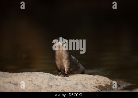 Tierwelt Panamas mit einem neotropischen Otter, Lontra longicaudis, in Rio Cocle del sur, Provinz Cocle, Republik Panama, Mittelamerika. Stockfoto