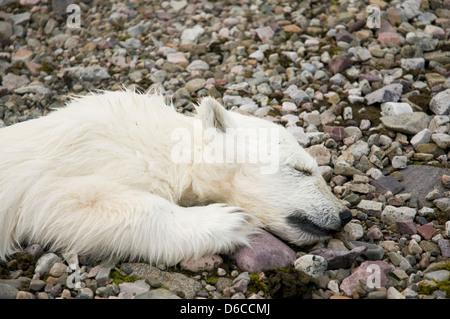 Norwegen Svalbard Archipel Spitzbergen Eisbär, Ursus maritimus Frühlingsjunge tot an der Küste gefunden Stockfoto