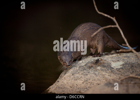 Tierwelt Panamas mit einem neotropischen Otter, Lontra longicaudis, in Rio Cocle del sur, Provinz Cocle, Republik Panama, Mittelamerika. Stockfoto