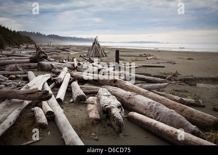 Treibholz angespült auf Long Beach, Vancouver Island Stockfoto