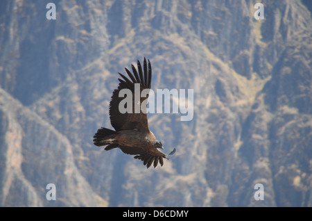 Ein Andenkondor überfliegen der Colca Canyon, Peru Stockfoto