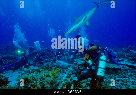 Grauen Riffhaien, Carcharhinus Anblyrhynchos, Rote Meer Dez. 1986 schieben Sie Konvertierungen, Ägypten, Sinai-Halbinsel, Sudan Safari Boot Tauchen, Stockfoto